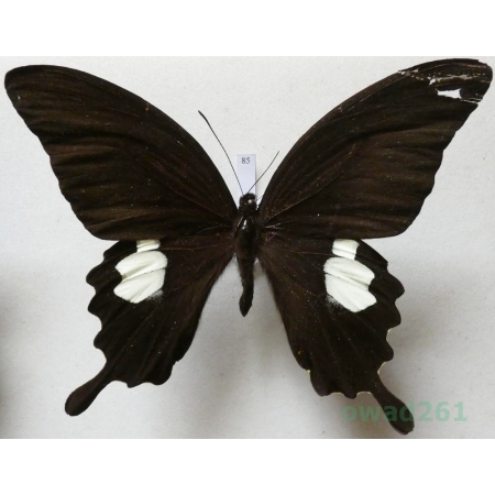 Papilio sataspes Felder & Felder, 1864 Indonesia, Sulawesi 106mm85